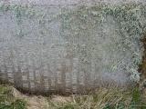 image of grave number 778122